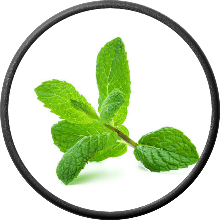 Fresh Mint